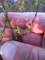 Eriophyes adenostomae