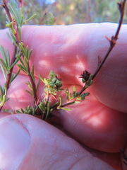 Eriophyes adenostomae
