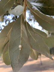 Druon quercuslanigerum