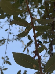 Druon quercuslanigerum