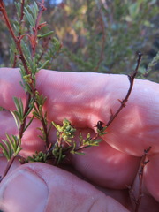 Eriophyes adenostomae