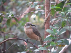 Ptiloris victoriae