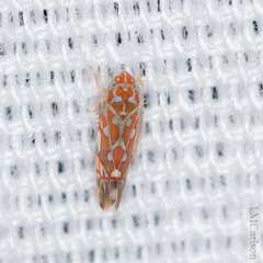 Erythroneura rubra