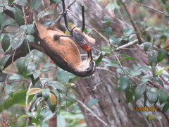 Ptiloris victoriae