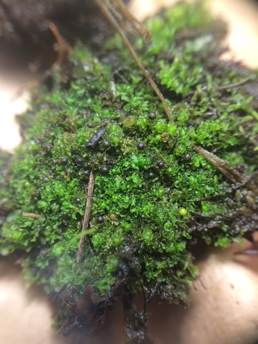 Image of Fossombronia foveolata by no rights reserved