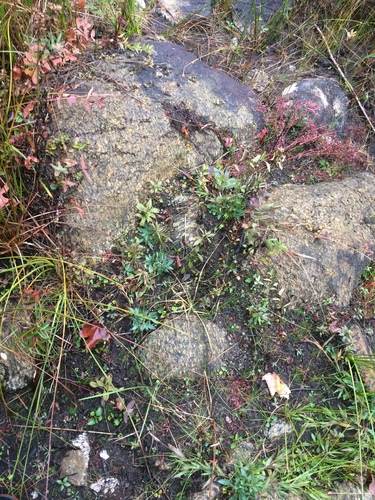 Image of Fossombronia foveolata by no rights reserved