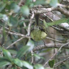 Phyllomyias virescens