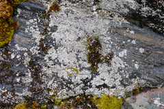 Lepraria subalbicans