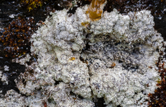 Lepraria subalbicans