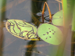 Polypedilum braseniae