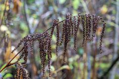 Aruncus dioicus acuminatus