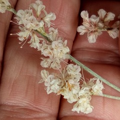 Eriogonum wrightii wrightii