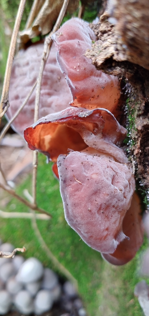 Auricularia fuscosuccinea · October 2021 · photo: © gasperinbio (iNaturalist, cc-by)