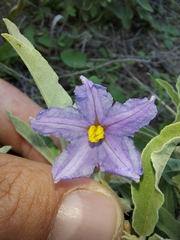 Solanum elaeagnifolium