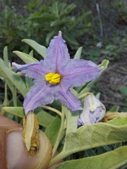 Solanum elaeagnifolium