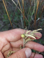 Solanum elaeagnifolium