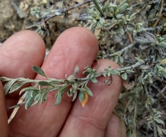 Eriogonum wrightii wrightii