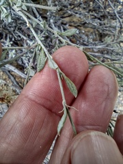 Eriogonum wrightii wrightii