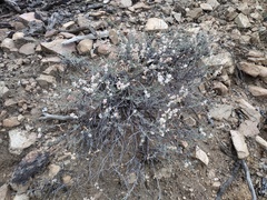 Eriogonum wrightii wrightii