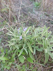 Solanum elaeagnifolium