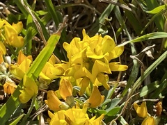Listia bainesii