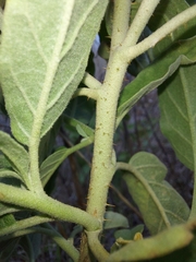 Solanum elaeagnifolium