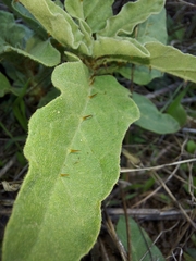 Solanum elaeagnifolium