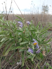 Solanum elaeagnifolium