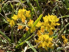 Listia bainesii