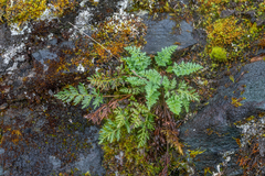 Cryptogramma sitchensis