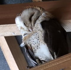 Tyto alba poensis