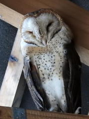 Tyto alba poensis
