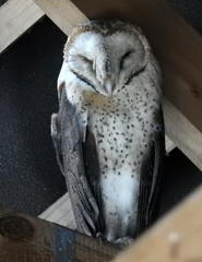 Tyto alba poensis