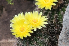 Parodia