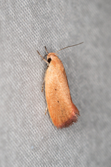 Acanthodela protophaes