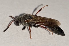Psen erythropoda