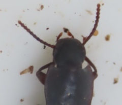 Idiobates castaneus