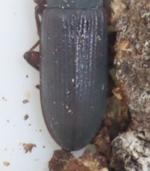 Idiobates castaneus