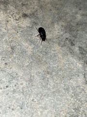 Carabidae