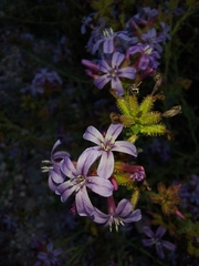 Plumbago europaea