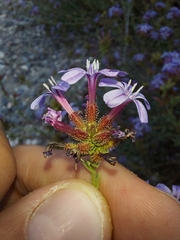 Plumbago europaea