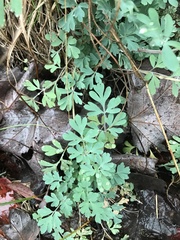 Capnoides sempervirens