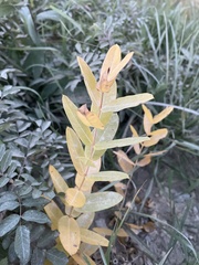 Asclepias ovalifolia