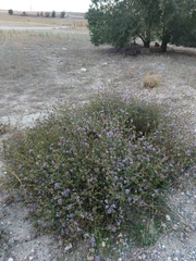 Plumbago europaea