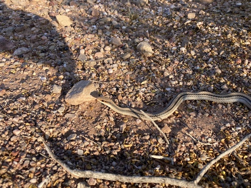 Big Bend Patchnose Snake