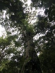 Ulmus mexicana