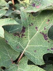 Cercospora hydrangeae