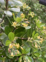 Pittosporum roimata