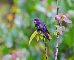 Ramphomicron microrhynchum