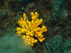 Axinella verrucosa